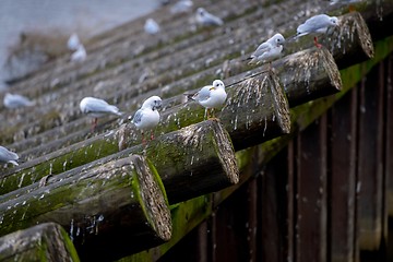 Image showing Flock of sitting birds