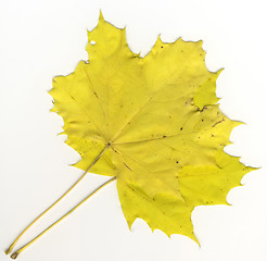 Image showing autumnal leaf
