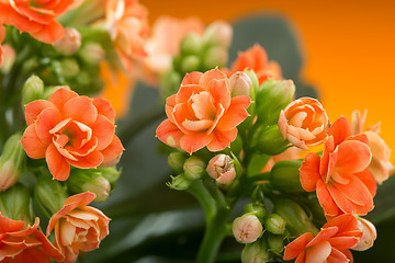 Image showing  flowers of Kalanchoe. on a orange background.