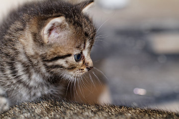 Image showing Cute kitten