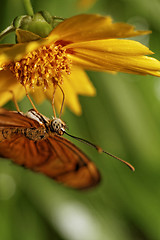 Image showing Orange butterfly