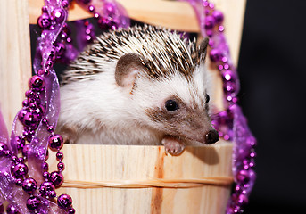 Image showing A cute little hedgehog - ( African white- bellied hedgehog )