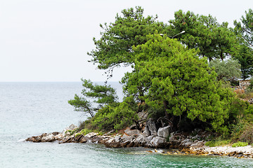 Image showing Coastline