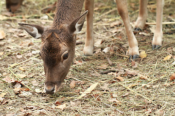 Image showing Cute deer