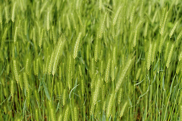 Image showing Green grain