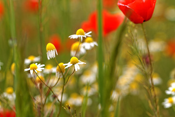 Image showing Wild flowers