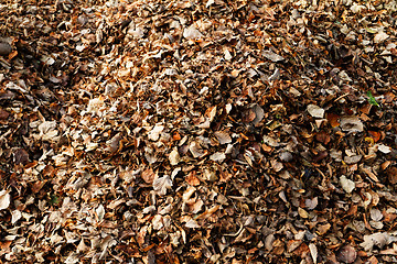 Image showing Autumn leaves