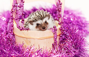 Image showing A cute little hedgehog - ( African white- bellied hedgehog )