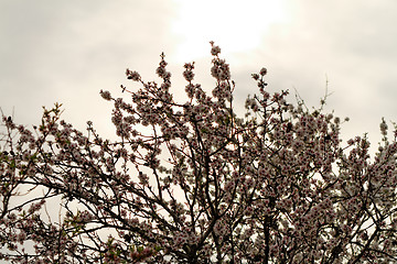 Image showing Floweing tree