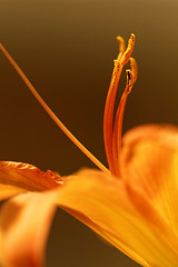 Image showing Orange lily