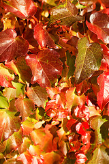 Image showing Colorful leaves
