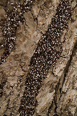 Image showing Bugs on the trunk