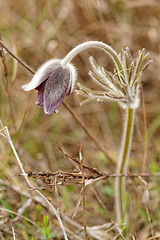 Image showing Purple anemone