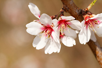 Image showing Tree flowering