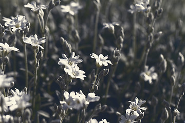 Image showing White flower