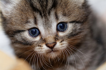 Image showing Cute kitten