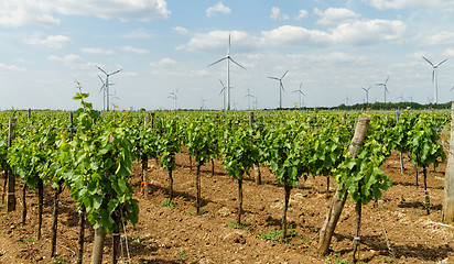 Image showing Tokay grapes