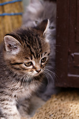 Image showing Beautiful tabby kitten