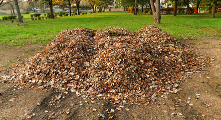 Image showing Autumn leaves