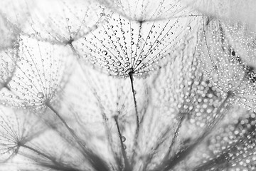 Image showing Plant seeds with water drops