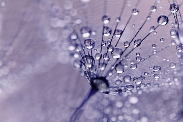 Image showing Plant seeds with water drops