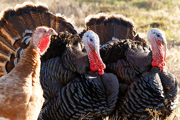 Image showing Turkey - animals