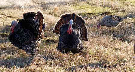 Image showing Turkey - animals