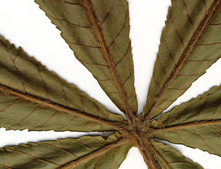 Image showing chestnut leafs