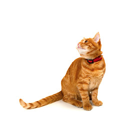 Image showing Red kitten sitting and looking up