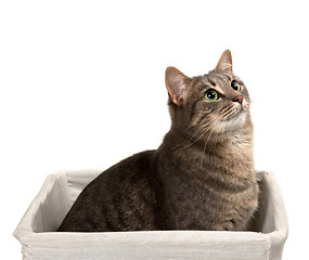 Image showing Gray cat with green eyes sitting in basket and looking up