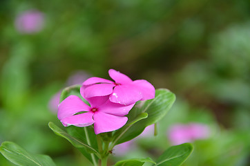 Image showing Beautiful pink vinca flowers