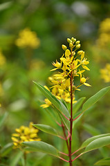 Image showing Thryallis are blooming with little golden flower