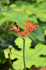 Image showing Beautiful local Thai herbs, Jatropha podagrica