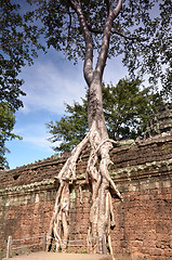 Image showing Ta Prohm Temple, Angkor, Cambodia