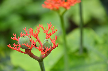 Image showing Beautiful local Thai herbs, Jatropha podagrica