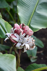 Image showing Musa Velutina banana tree