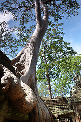 Image showing Ta Prohm Temple, Angkor, Cambodia