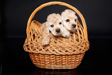 Image showing Cocker Spaniel