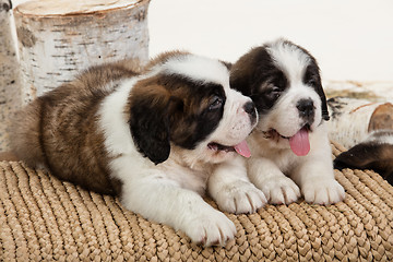 Image showing Two Puppies