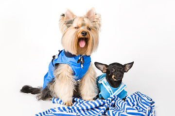 Image showing Dog Fashion