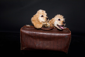 Image showing Cocker Spaniel