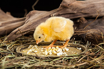 Image showing Little Yellow Chicken