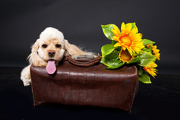 Image showing Cocker Spaniel