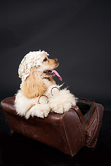 Image showing Cocker Spaniel