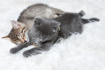 Image showing Little Kittens Sleeping