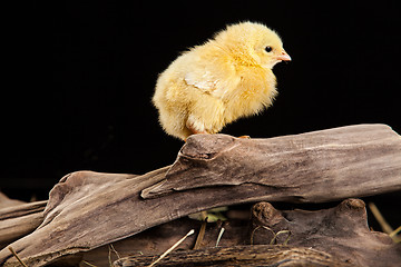 Image showing Little Yellow Chicken