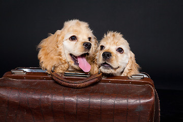 Image showing Cocker Spaniel