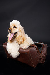 Image showing Cocker Spaniel