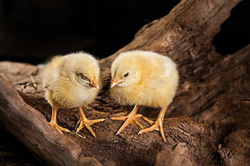 Image showing Little Yellow Chicken