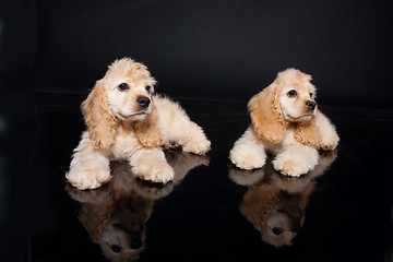 Image showing Cocker Spaniel